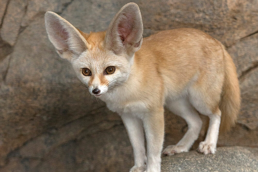 Fennec