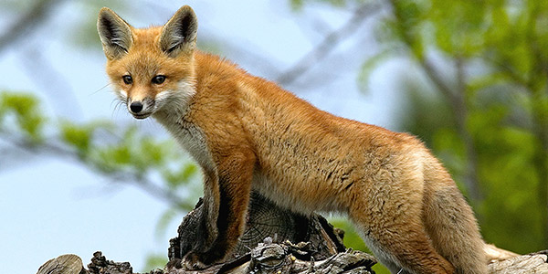 Red Fox